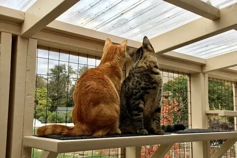 Are Catios Safe? - Catio World