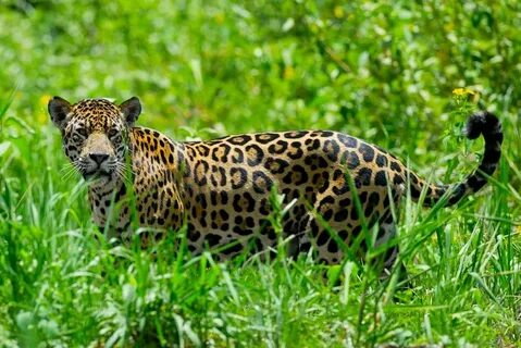 Panthera onca Wild cats, Animals, Pets