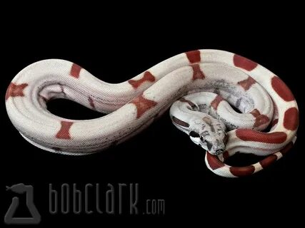 Bob Clark Reptiles, Breeds, Animals