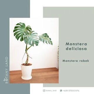 Bibit Tanaman Monstera Deliciosa - Botany Land