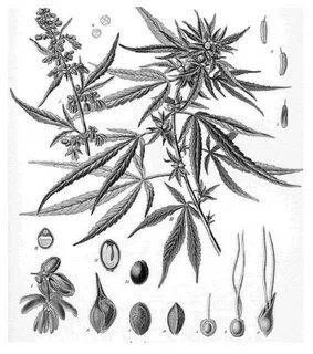 Sketch Weed Drawing Ideas / Funny Weed Drawings For Clipart 