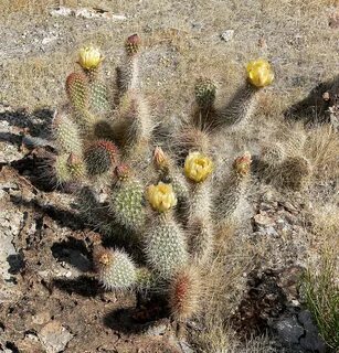 File:Opuntia polyacantha var erinacea 7.jpg - Wikimedia Comm