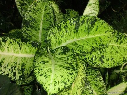 Difenbachie pestrá Lemon Tropic (Dieffenbachia seguine) Gard