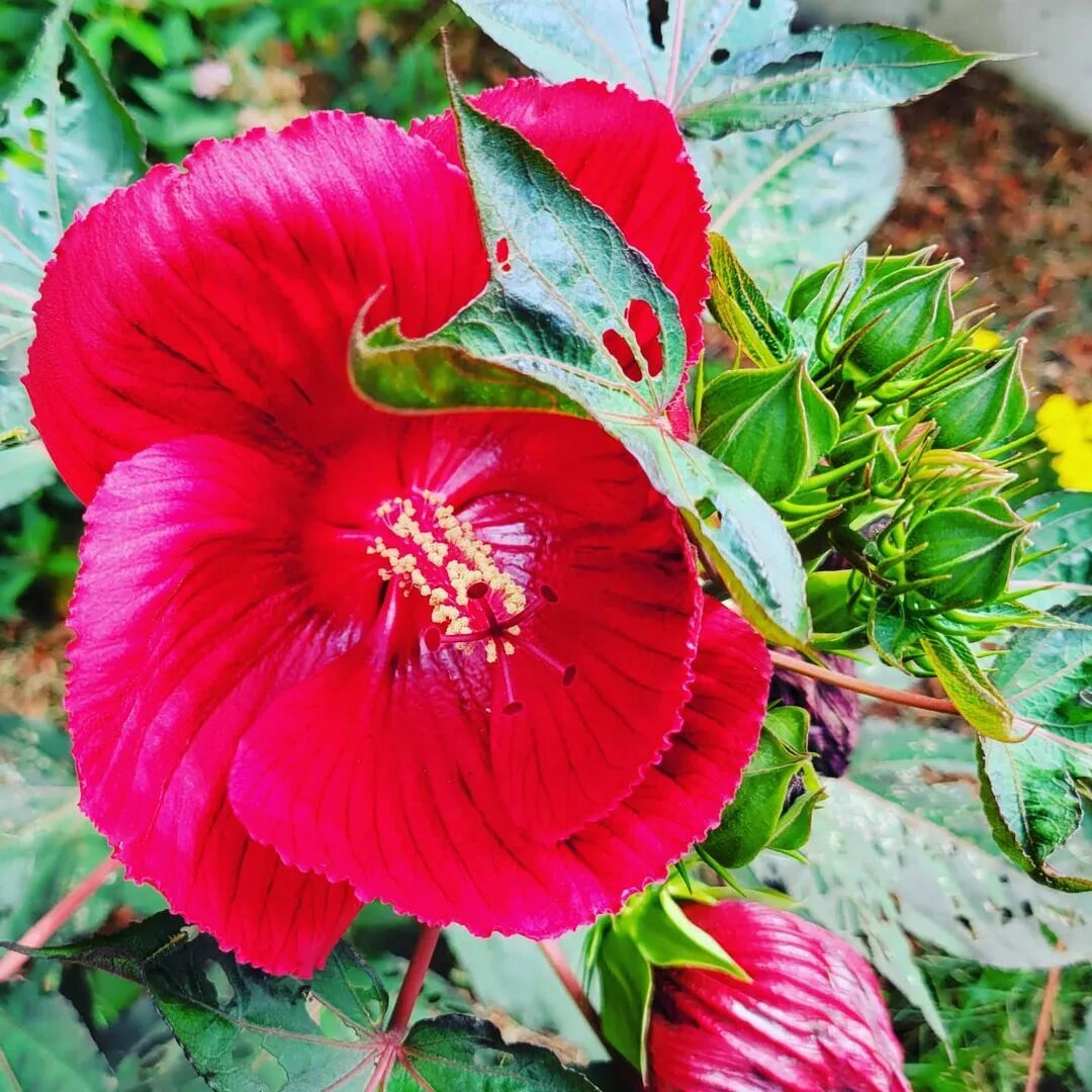 Lorianne DiSabato в Instagram: "Hibiscus flower and seed pods. 