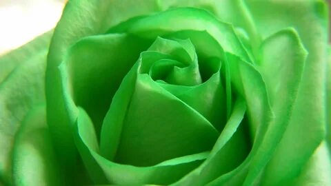 Lime Green Rose Wallpaper Related Keywords & Suggestions - L