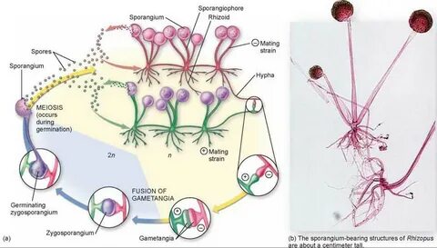 Zygomycetes - Fungi Invade the Land - The Evolution and Dive