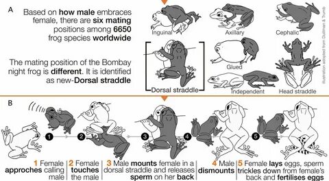 New 'froggy-style' mating position discovered in Bombay nigh