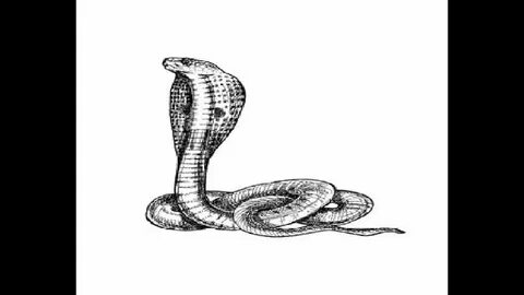 How to draw "King Cobra" snake pencil drawing step by step -