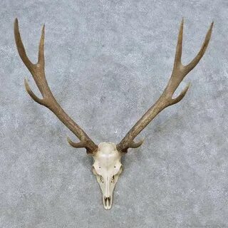 Sika Deer Skull & Antler European Mount For Sale #14550 - Th