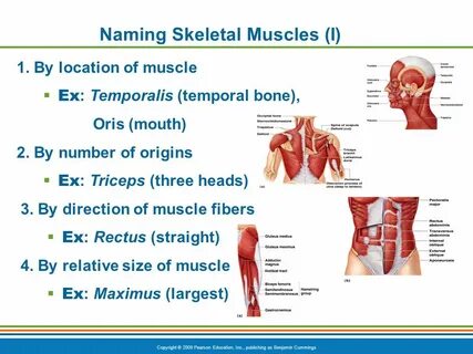 GROSS ANATOMY OF THE MUSCULAR SYSTEM - ppt video online down
