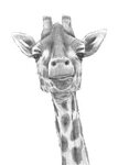 Giraffe Face Drawing at PaintingValley.com Explore collectio
