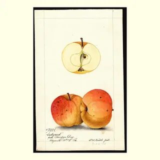 old fruit pictures na Twitterze: "ledyard apples, painted by