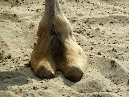 NSFW: Gratuitous Camel Toe - Album on Imgur