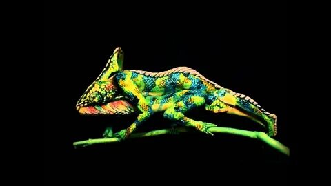 Chameleon A human way - YouTube