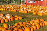 Download free photo of Agriculture,autumn,fall,farm,festival