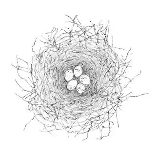 Birds Nest Drawing at PaintingValley.com Explore collection 