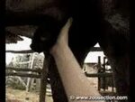 Horse cock handjob 💖 Mind blowing zoophilia with a woman giv