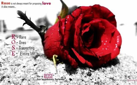 Download Love Rose UltraHD Wallpaper - Wallpapers Printed