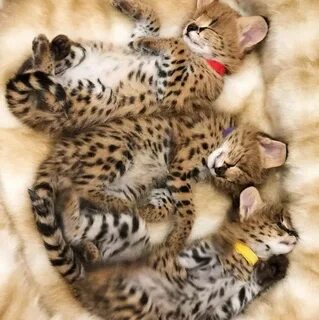serval and caracal kittens for sale in for $ 3,500.00