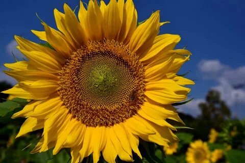 Free photo: Summer Sunflower - Flower, Green, Sunflower - Fr