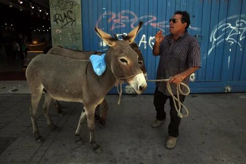 AP PHOTOS: Fresh donkey milk for sale on streets of Chile Ch