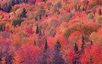 landscape, Nature, Tree, Forest, Woods, Autumn Wallpapers HD
