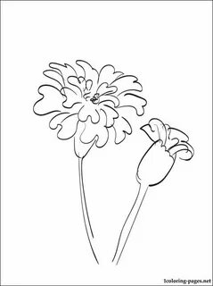 Marigold coloring and printable page Flower line drawings, D