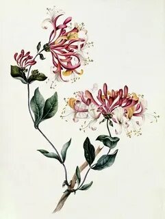 Honeysuckle, from The Manuscript Album of Flowers. Britain, 