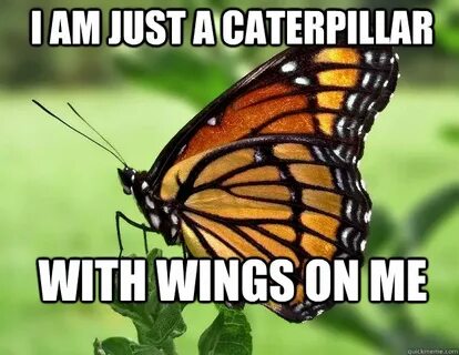 Butterfly Memes