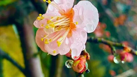 Japanese plum(ume)blossom 2020 - YouTube