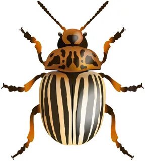 Library of beetle images clip art png files ► ► ► Clipart Ar