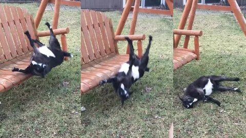 fainting goat Memes - Imgflip