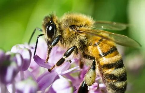 Honey Bees: Our Favorite Pollinators - Rose Pest Solutions