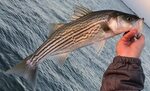 File:Striped Bass.jpg - Wikipedia