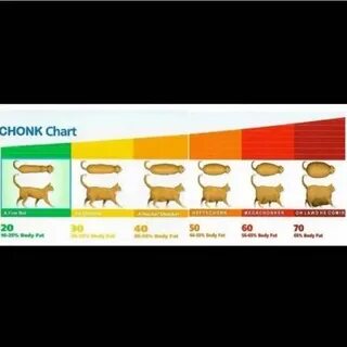 Gallery of amazon com chonk chart cat funny meme t shirt oh 