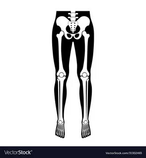 Human leg bones anatomy Royalty Free Vector Image