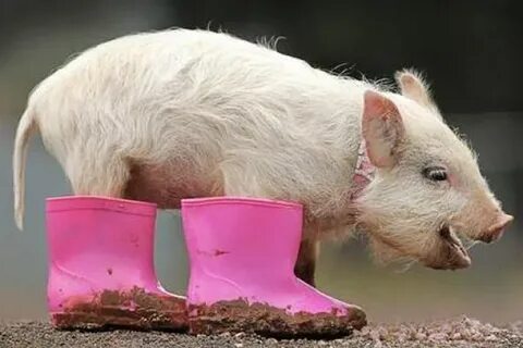 Baby Pigs Wearing People Clothes Might Be the Web’s Cutest T