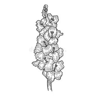 Gladiolus or Sword Lily Flower. Vector Illustration. Pink Bu