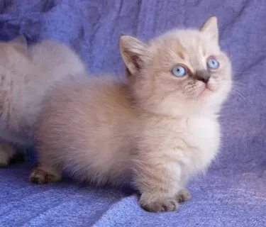 View Persian Munchkin Kitten Pics - Persian Cat Kitten