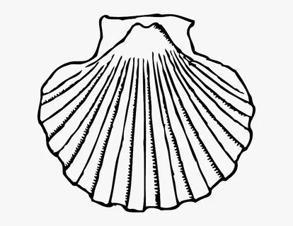 Collection Of Free Clam Drawing Conch Download On Ui - Shell