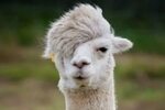 10 Llamas With Unfortunate Haircuts