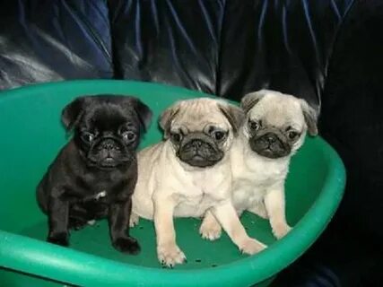 Pug Puppies Az - Perky Pug Puppies - taking deposits for Sal