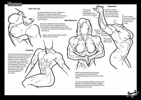 Tutorial: Torsos 3 by Bambs79 Muscular female anatomy comic 