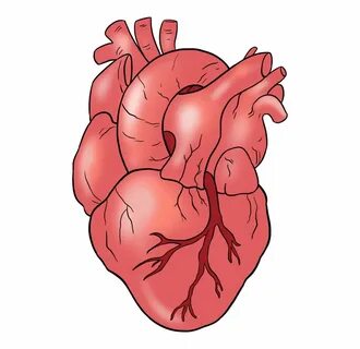 How To Draw Human Heart - Step By Step Human Heart Drawing T