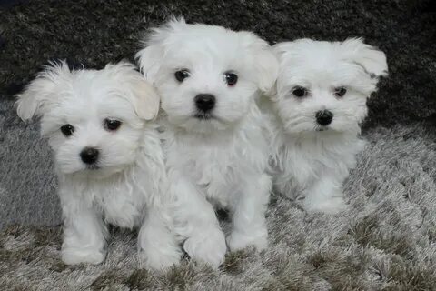 Adorable Maltese puppies for sale classified at New India Cl