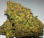 Purple Indica Related Keywords & Suggestions - Purple Indica