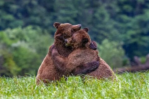 Bear Hug Image National Geographic Your Shot Photo of the Da