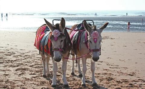 Donkeys Willow and Nicole on Blackpool beach. For 2 Pounds. 