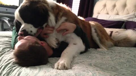 Sully the Saint Bernard - Being Needy (Original) - YouTube