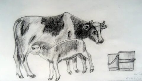 Cow Pencil Sketches at PaintingValley.com Explore collection